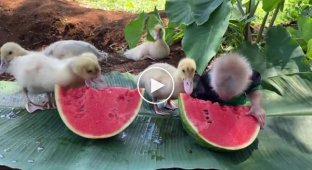 Сочный сладкий арбуз для маленькой обезьянки и ее друзей