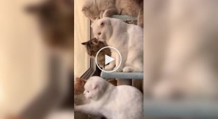 Котячий спостережний пост