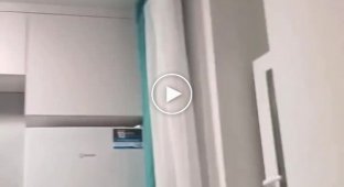 Cat against a bat: a bat flew into a Tyumen apartment