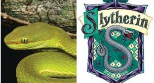 Ученые назвали новый вид змей в честь персонажа "Гарри Поттера" (7 фото)