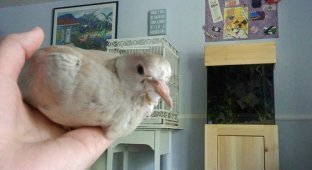 How Pigeons Grow Day by Day (31 photos)