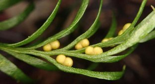 Organism with the largest genome discovered (3 photos)