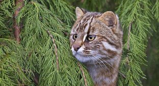 Лесные коты: дикие родственники домашних кошек (6 фото)