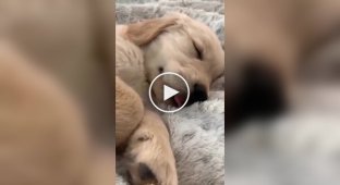 A selection of puppies that act up in their sleep