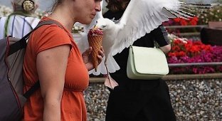  Как чайки воруют мороженое (14 фото)