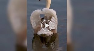 Under reliable protection: cygnets sit under their mother's wings