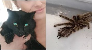 Кошка принесла женщине "подарок" — огромного тарантула (5 фото)