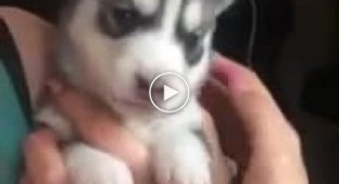 This husky puppy tried to howl for the first time