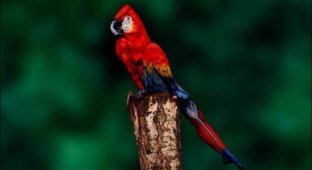 Тест на внимательность: снимок попугая (4 фото)