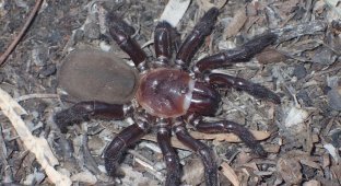 В Австралии обнаружен редкий вид гигантского паука (5 фото + 1 видео)