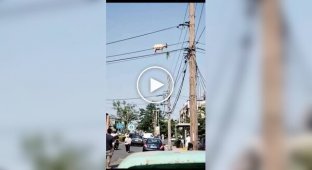A goat climbed onto the wires