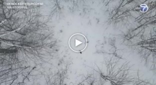 I'm Free: Drone Captures Elk Shedding Horns