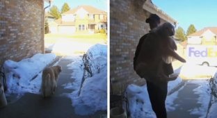 Водитель службы доставки нашел потерявшуюся собаку и вернул ее домой (6 фото + 1 видео)