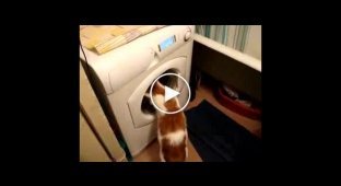 Кот против стиралки