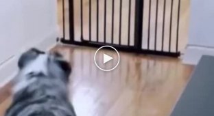 Unexpected trick from a dog for a cat
