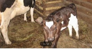 Щедрое предложение: теленок за один миллион рублей (2 фото)