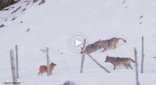 An unequal fight between a dog and three hungry wolves