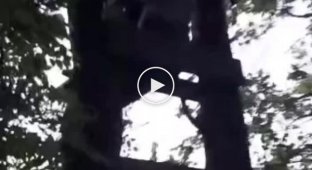 A Ukrainian soldier fires a Javelin ATGM from a tree