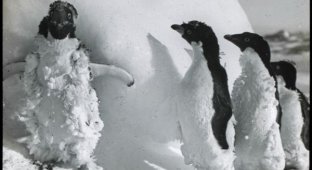 Фотографии австралийской антарктической экспедиции 1911–1914 года (9 фотографий)