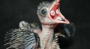 An interesting mechanism in the cuckoo's mouth (3 photos)