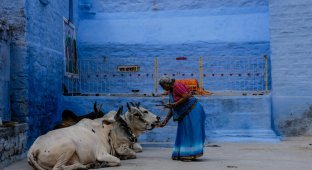 Коровий хаос поглинає Індію – худі та жалюгідні святі (7 фото)