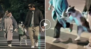 Owners helped their dog cross the road in an unusual way