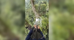 Збір меду диких бджіл