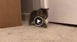 How do little kittens prepare for an attack?