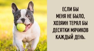 Забавные мысли, которые наверняка посещали каждую собаку (16 фото)
