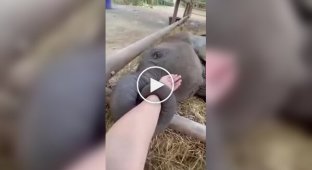 Человек укладывает спать осиротевшего слоненка