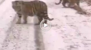 Любопытные тигрята вышли на дорогу в Приморье