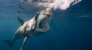 Дайвер из Флориды обнаружил самую большую белую акулу в мире (9 фото)