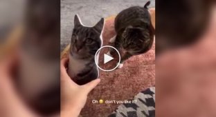 Реакция котов на их плюшевые копии