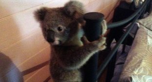 Австралиец спас детеныша коалы от собственной собаки (3 фото)
