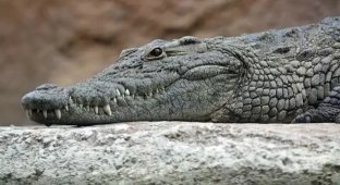 A crocodile dragged an Australian away in front of his family (4 photos + 1 video)