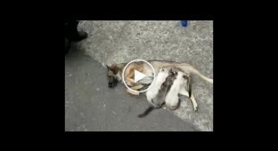 Собака спасла котят и кормит их
