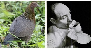 10 удивительных фактов, которые изменят ваши представления об истории (11 фото)