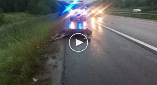 Сбили лося на дороге