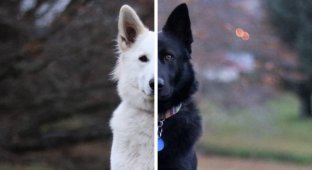 Representing day and night, these two dogs are sure to make your day! (14 photos)
