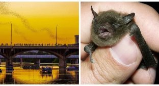 Кажани Остіна і найнезвичайніший захід сонця в Техасі (13 фото + 1 відео)