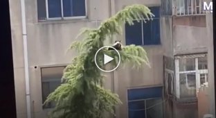 A family rescued a stuck cat with the help of an unusual device