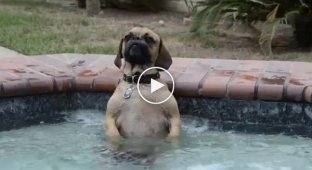 Реакция собаки, которая залезла в теплый бассейн с гидромассажем