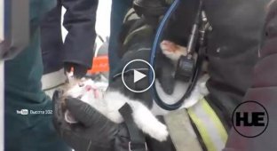 В Волгограде пожарные спасли кота, когда тушили пожар в жилом доме