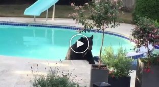 Медведь решил искупаться в бассейне