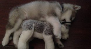 Собака и ее любимая игрушка (2 фото)