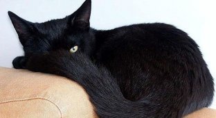 Жил да был черный кот