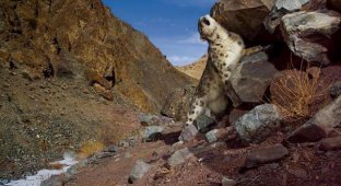 Снежный леопард (13 фотографий)