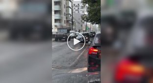 Семейство капибар переходит дорогу