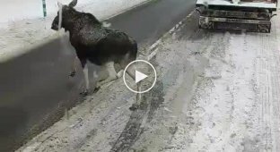 Elk is not aware of special signals on the road