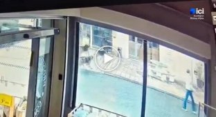 A wild boar broke a store window while escaping from dogs